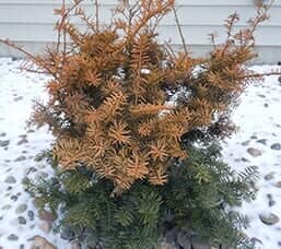 A jar of chocolate sauce with cinnamon sticks on a wooden tray.