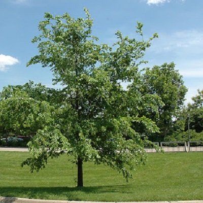 Cathedral Elm