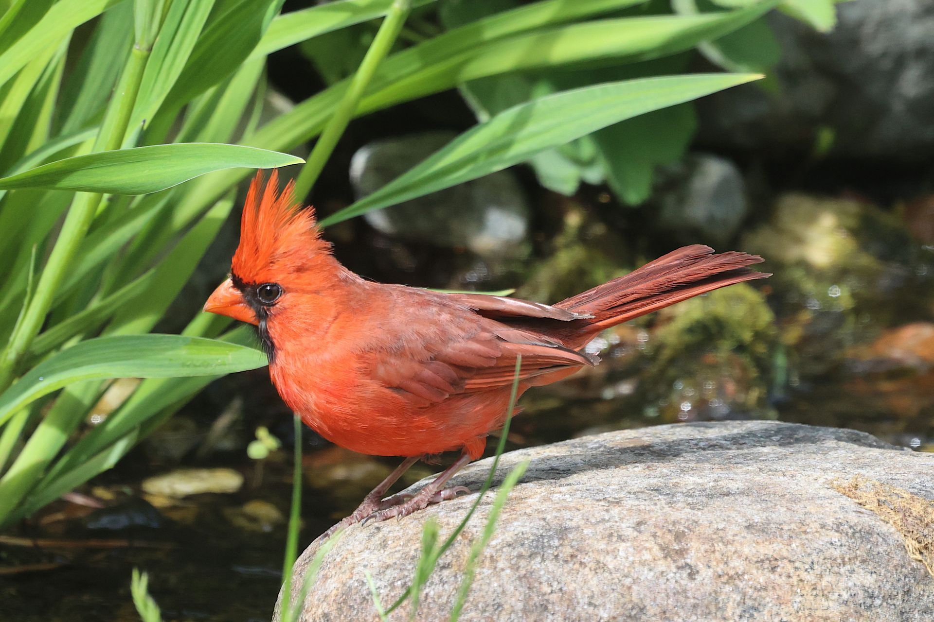 cardinal bird