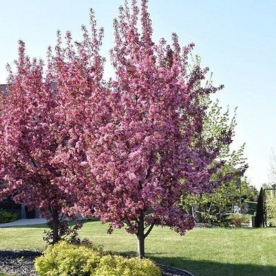 Pink Spire Crabapple