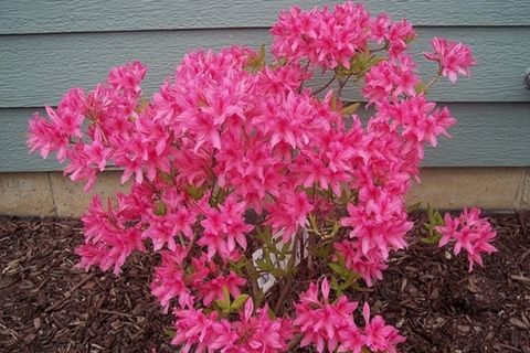 rosy lights azalea