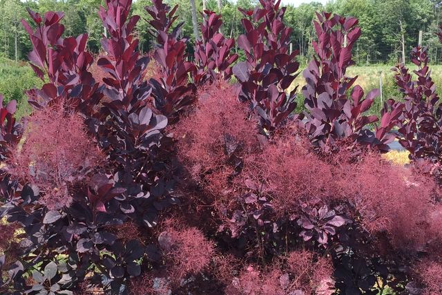 Winecraft Black® - Smokebush - Cotinus coggygria