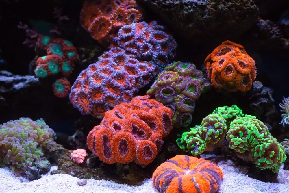 There Are Many Different Types Of Corals In This Aquarium — Radley's Pet & Aquarium In Kanwal, NSW