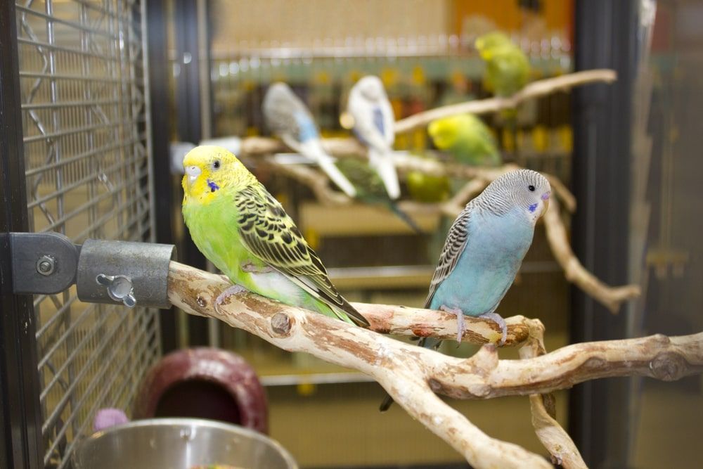 A Group Of Parakeets Are Sitting On A Branch In A Cage — Radley's Pet & Aquarium In Kanwal, NSW
