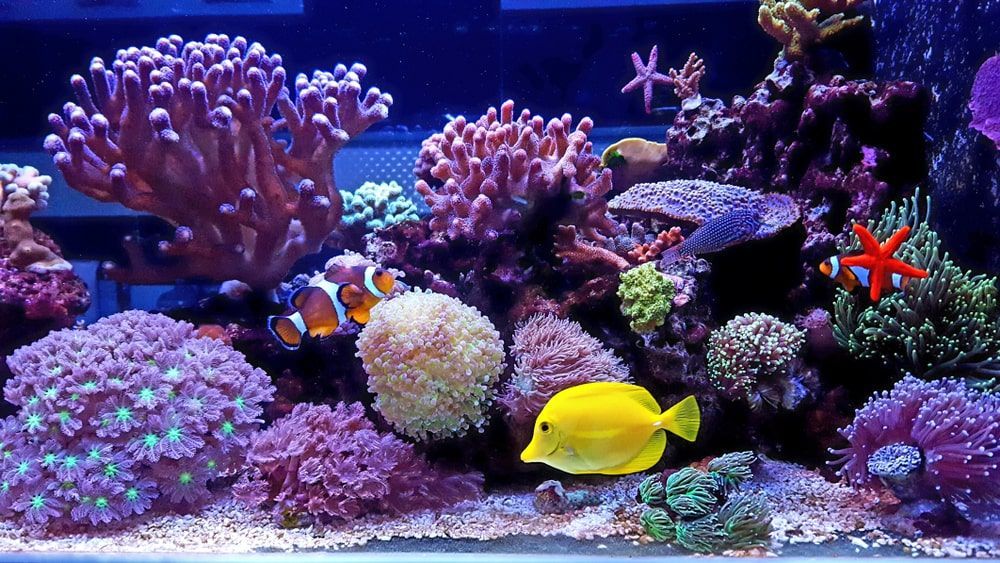 A Large Aquarium Filled With Lots Of Corals And Fish — Radley's Pet & Aquarium In Kanwal, NSW