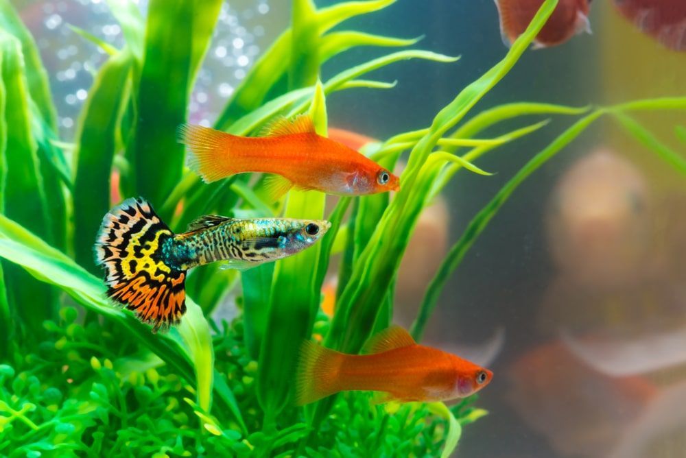 A Group Of Fish Are Swimming In A Tank With Green Plants — Radley's Pet & Aquarium In Kanwal, NSW