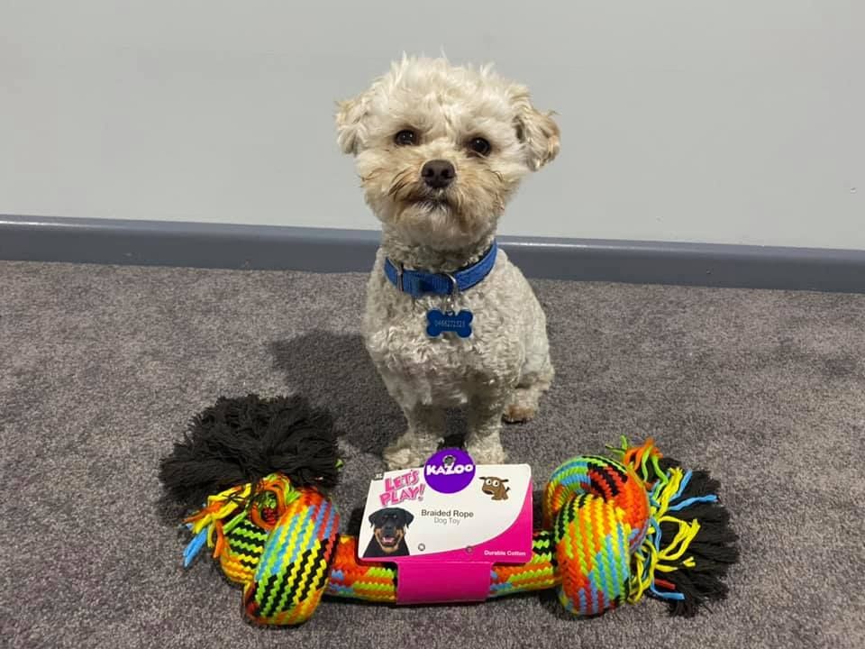 There Are Many Different Types Of Dog Toys On The Table — Radley's Pet & Aquarium In Kanwal, NSW