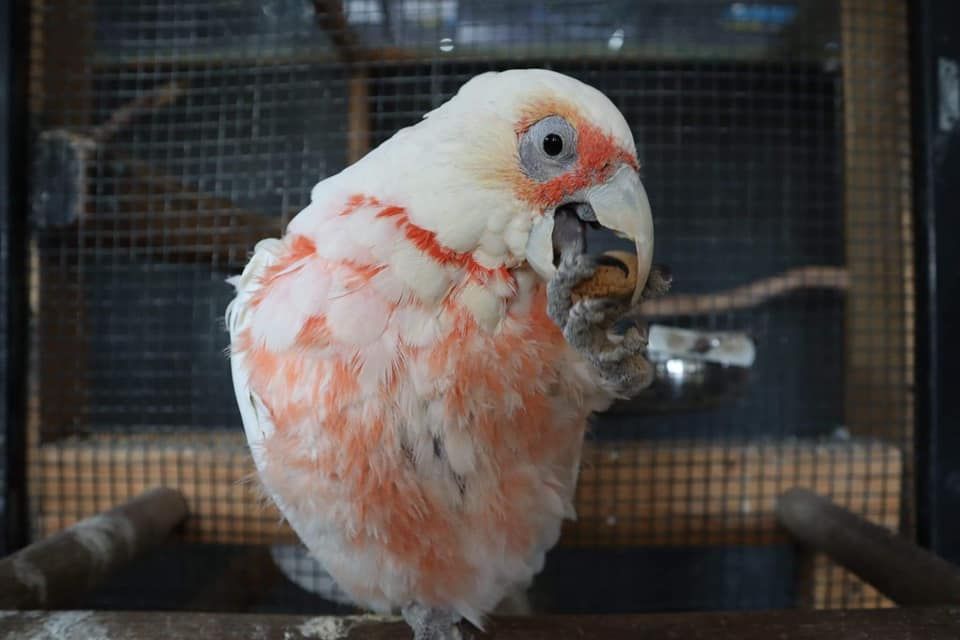 A bird is eating seeds from a bird feeder. - Radley's Pet & Aquarium In Kanwal, NSW