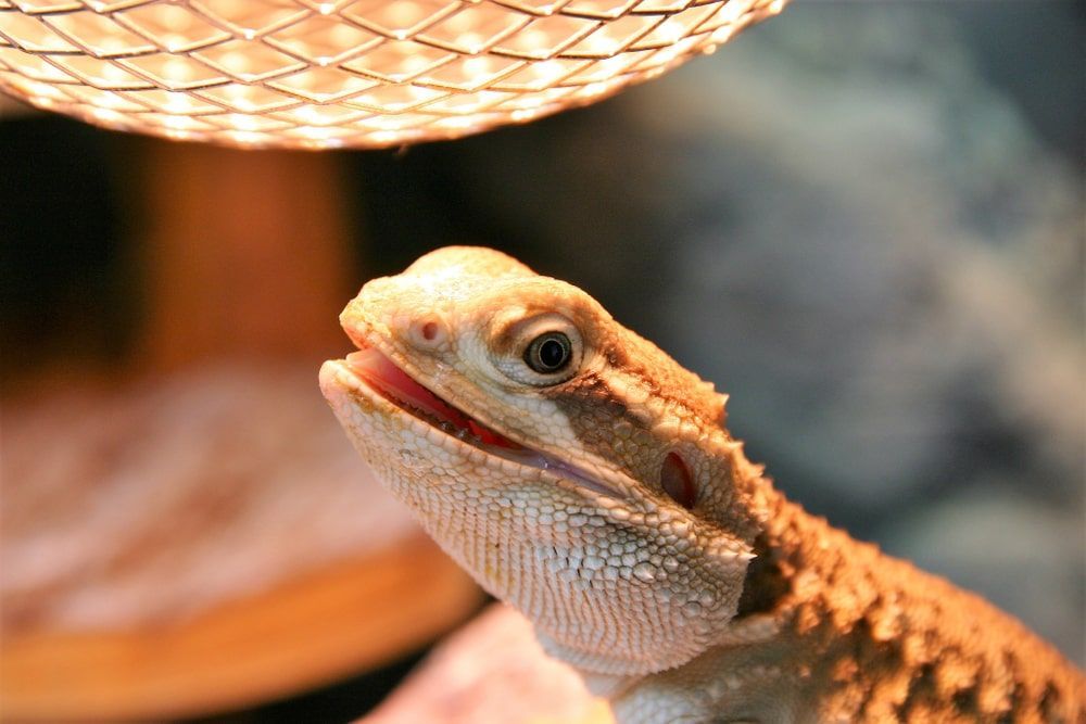 A Close Up Of A Lizard With Its Mouth Open — Radley's Pet & Aquarium In Kanwal, NSW