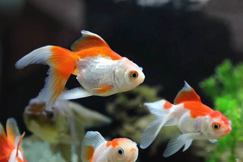 A Group Of Goldfish Are Swimming In A Tank — Radley's Pet & Aquarium In Kanwal, NSW