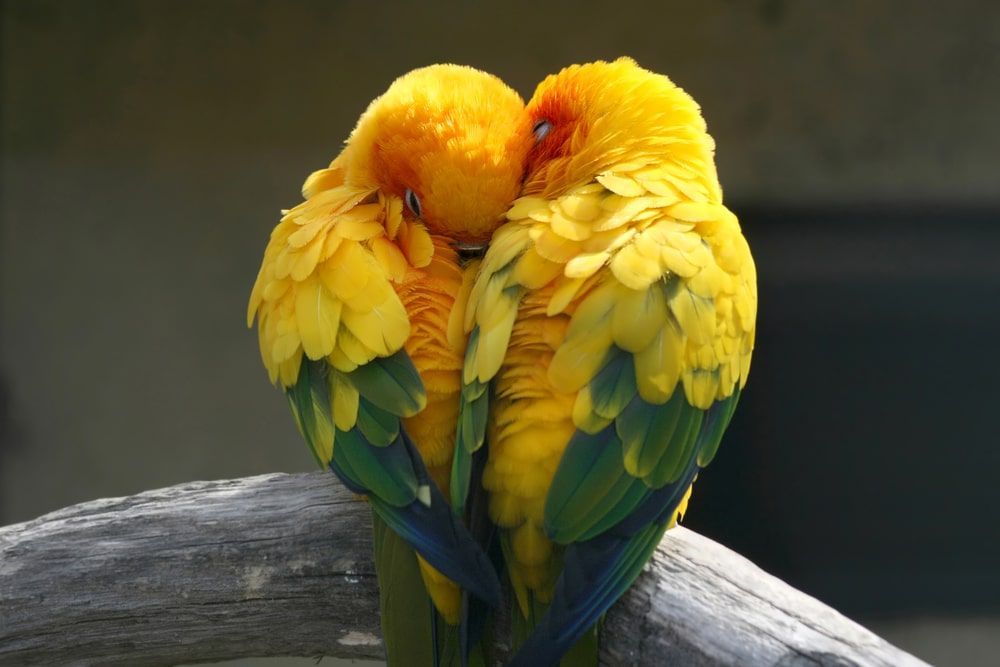 Two Yellow And Green Birds Are Hugging Each Other — Radley's Pet & Aquarium In Kanwal, NSW