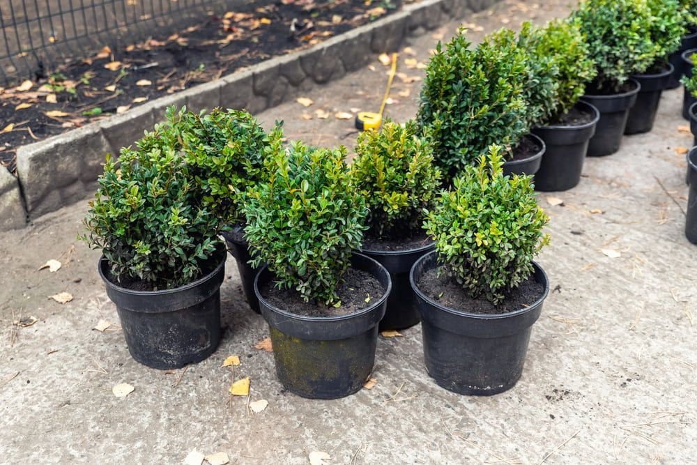 A Bunch Of Potted Plants Are Sitting On The Ground — Radley's Pet & Aquarium In Kanwal, NSW