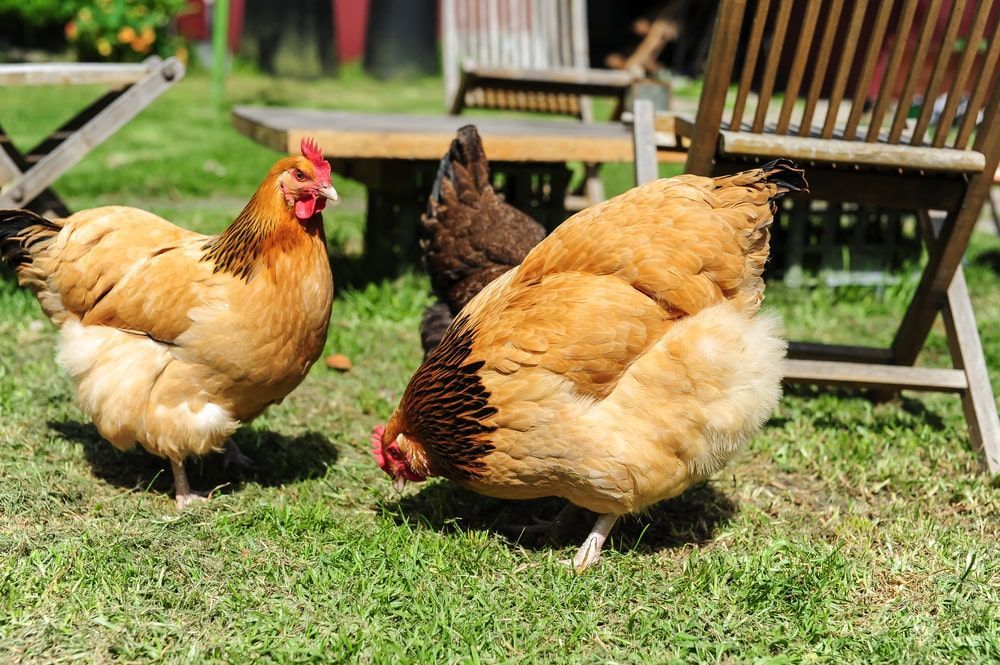 Three Chickens Are Standing On Top Of A Lush Green Field — Radley's Pet & Aquarium In Kanwal, NSW