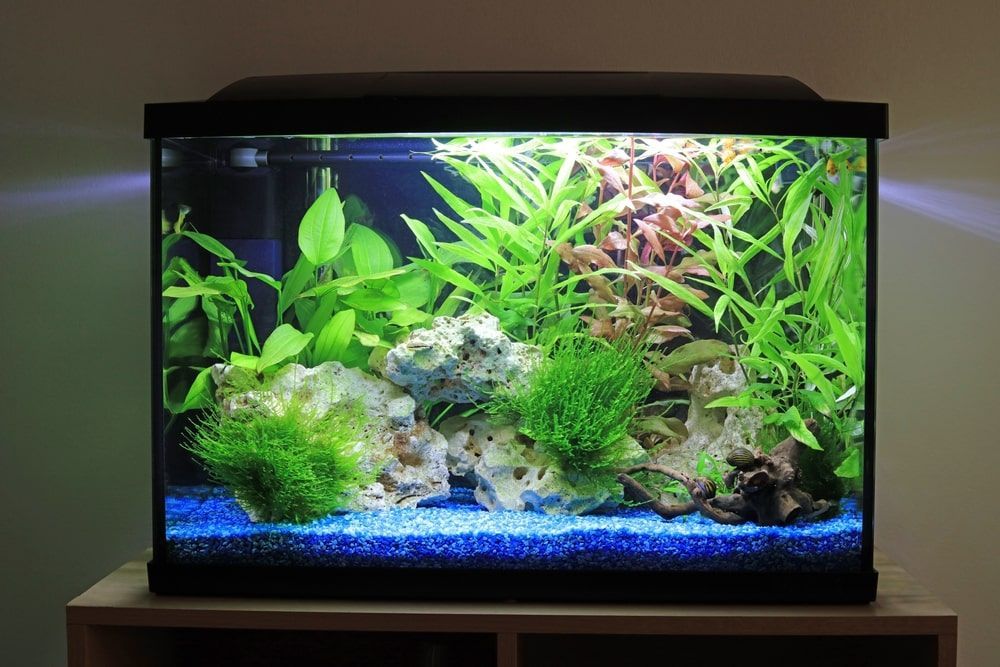 A Fish Tank Filled With Lots Of Plants And Rocks — Radley's Pet & Aquarium In Kanwal, NSW