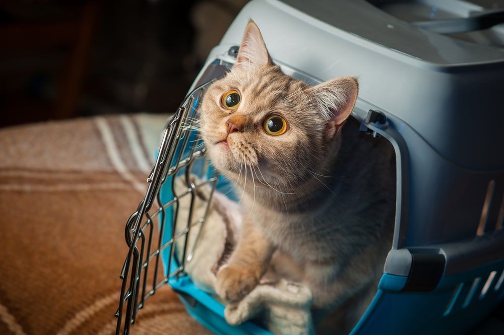 A Cat Is Sitting In A Blue Carrier — Radley's Pet & Aquarium In Kanwal, NSW