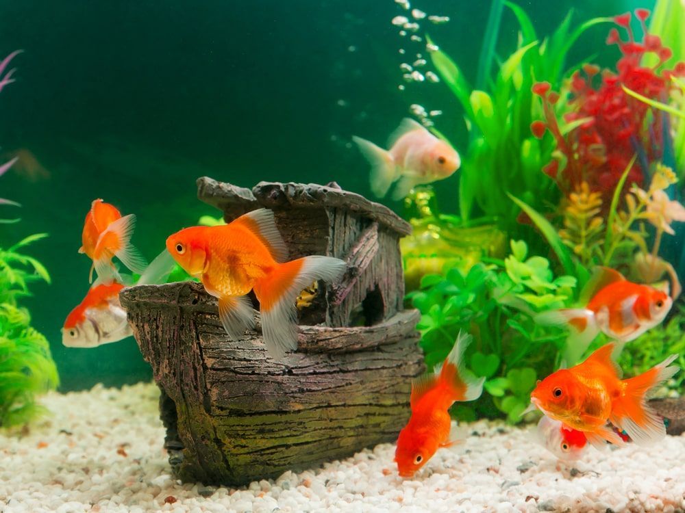 A Group Of Goldfish Are Swimming In A Fish Tank — Radley's Pet & Aquarium In Kanwal, NSW