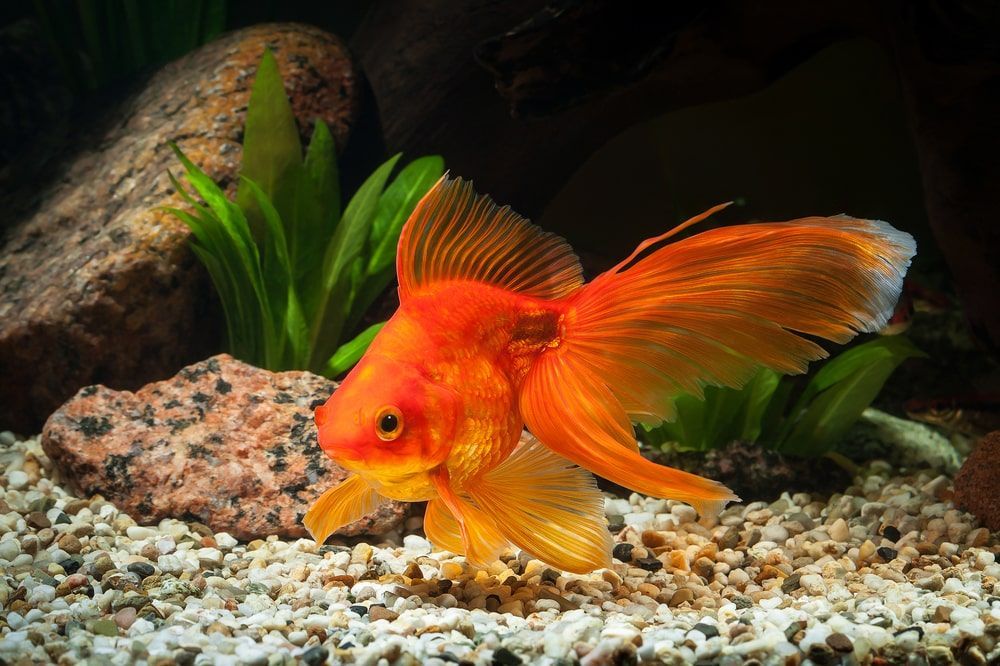 A Goldfish Is Swimming In A Tank With Rocks And Plants — Radley's Pet & Aquarium In Kanwal, NSW