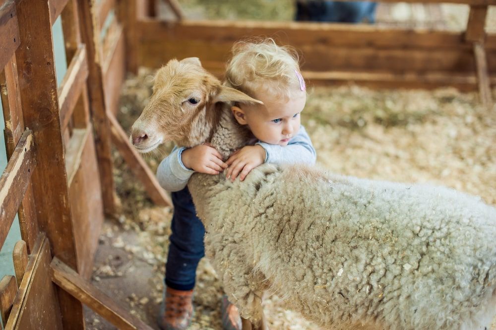 A Little Boy Is Hugging A Sheep In A Pen — Radley's Pet & Aquarium In Kanwal, NSW