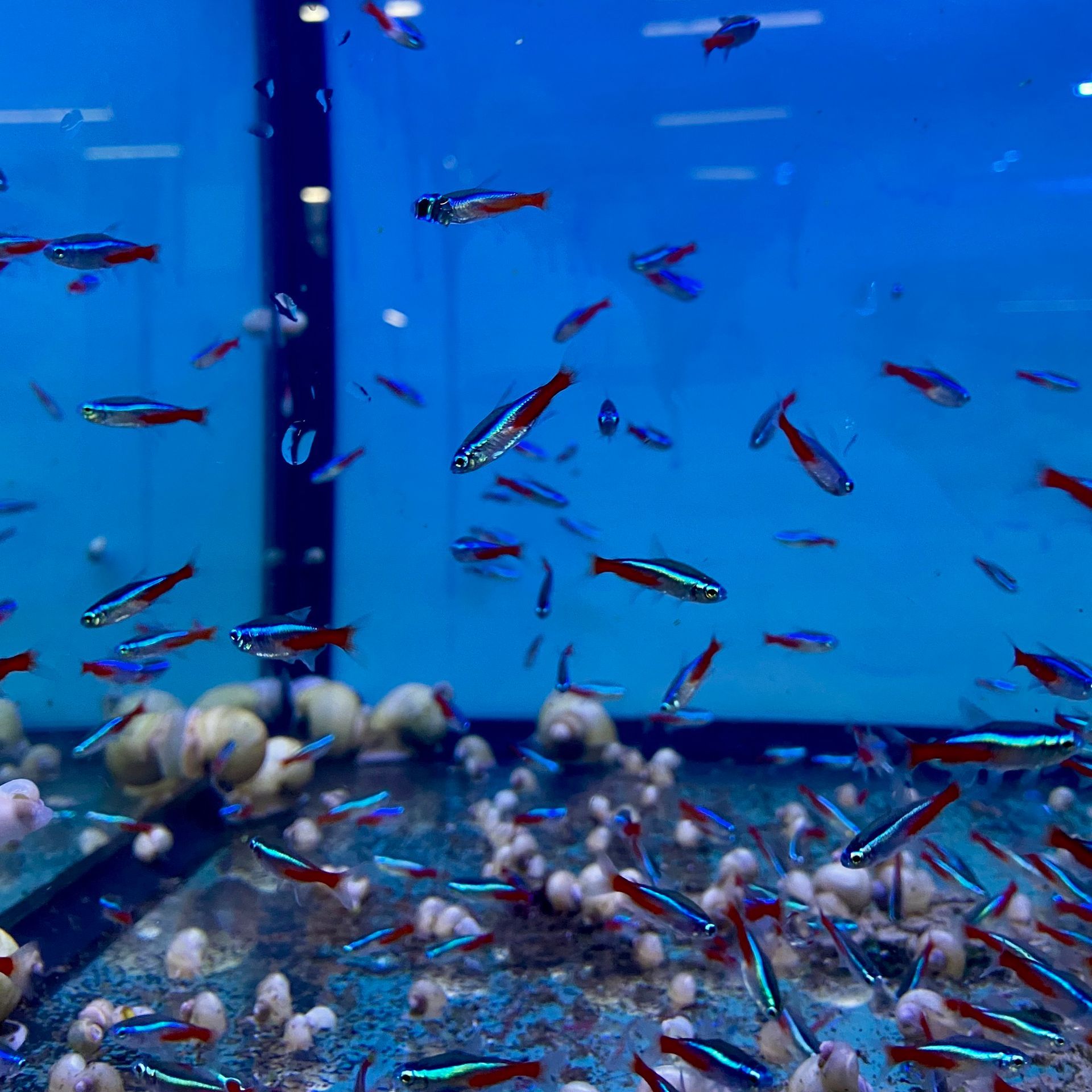 A Large Aquarium Filled With Lots Of Tetra Fish — Radley's Pet & Aquarium In Kanwal, NSW
