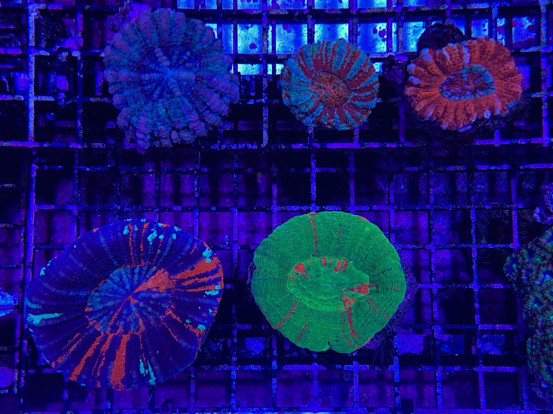 A Large Aquarium Filled With Lots Of Fish And Plants — Radley's Pet & Aquarium In Kanwal, NSW