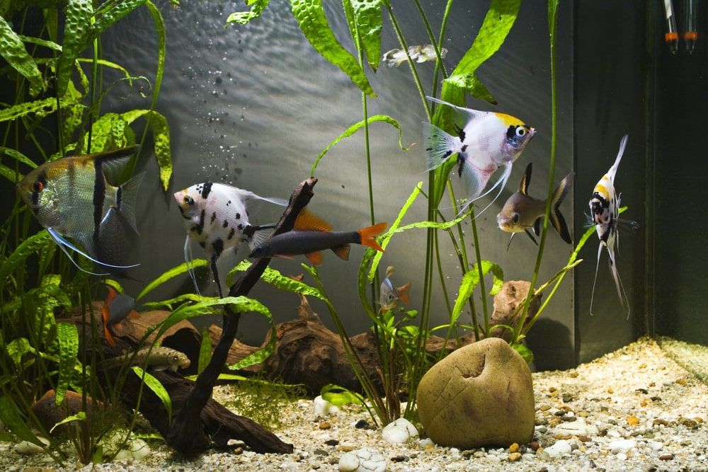 A Fish Tank Filled With Lots Of Fish And Plants — Radley's Pet & Aquarium In Kanwal, NSW