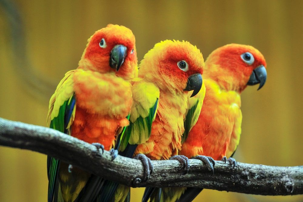 Three colourful Parrots Are Perched On A Branch — Radley's Pet & Aquarium In Kanwal, NSW