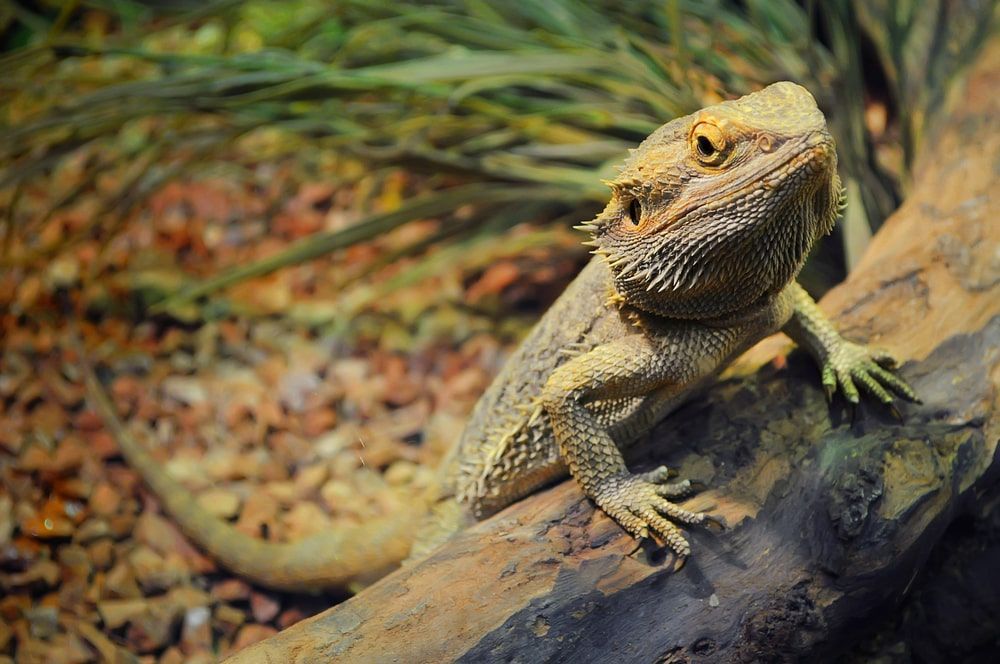 A Bearded Dragon Is Sitting On A Tree Branch — Radley's Pet & Aquarium In Kanwal, NSW