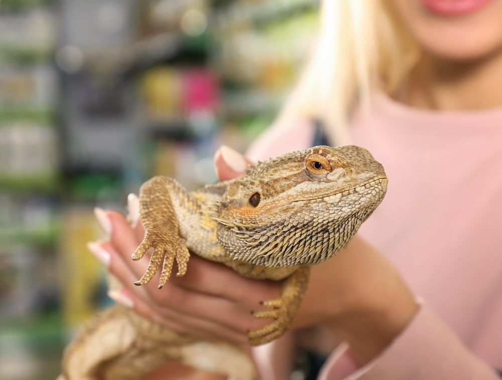 A Woman Is Holding A Lizard In Her Hands In A Pet Store — Radley's Pet & Aquarium In Kanwal, NSW