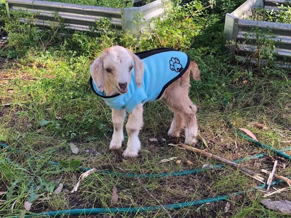 A Little Girl Is Holding A Puppy In Her Arms — Radley's Pet & Aquarium In Kanwal, NSW