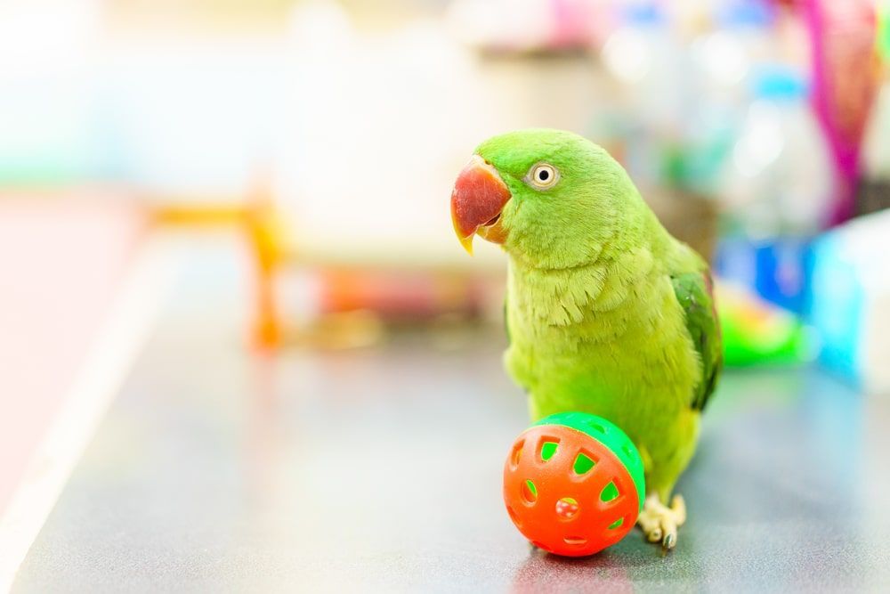 A Green Parrot Is Playing With A Red Ball On A Table — Radley's Pet & Aquarium In Kanwal, NSW