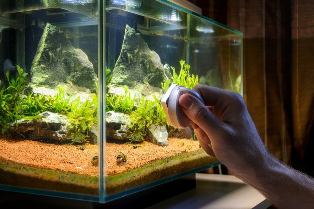A Person Is Holding A Remote Control In Front Of An Aquarium — Radley's Pet & Aquarium In Kanwal, NSW