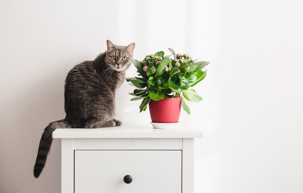 A Cat Is Sitting On A Nightstand Next To A Potted Plant — Radley's Pet & Aquarium In Kanwal, NSW