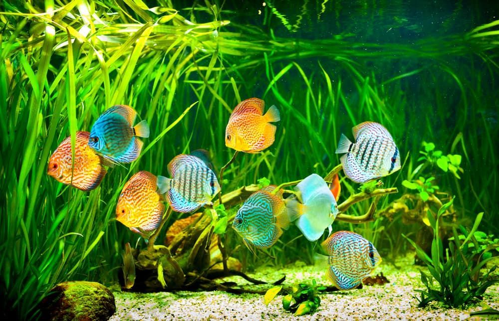 A Group Of colourful Fish Are Swimming In An Aquarium — Radley's Pet & Aquarium In Kanwal, NSW