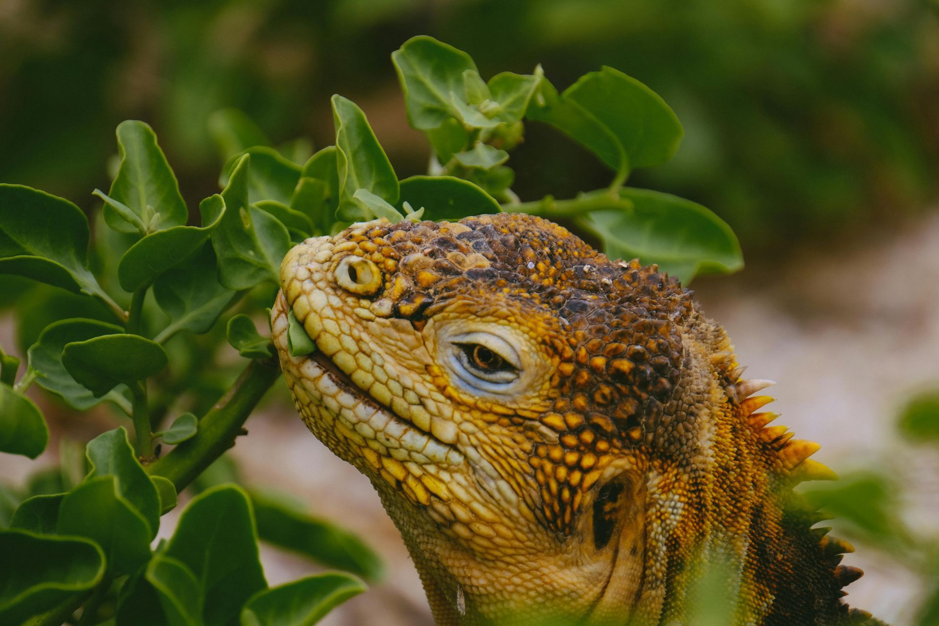 A lizard is eating leaves from a plant. Radley's Pet & Aquarium In Kanwal, NSW