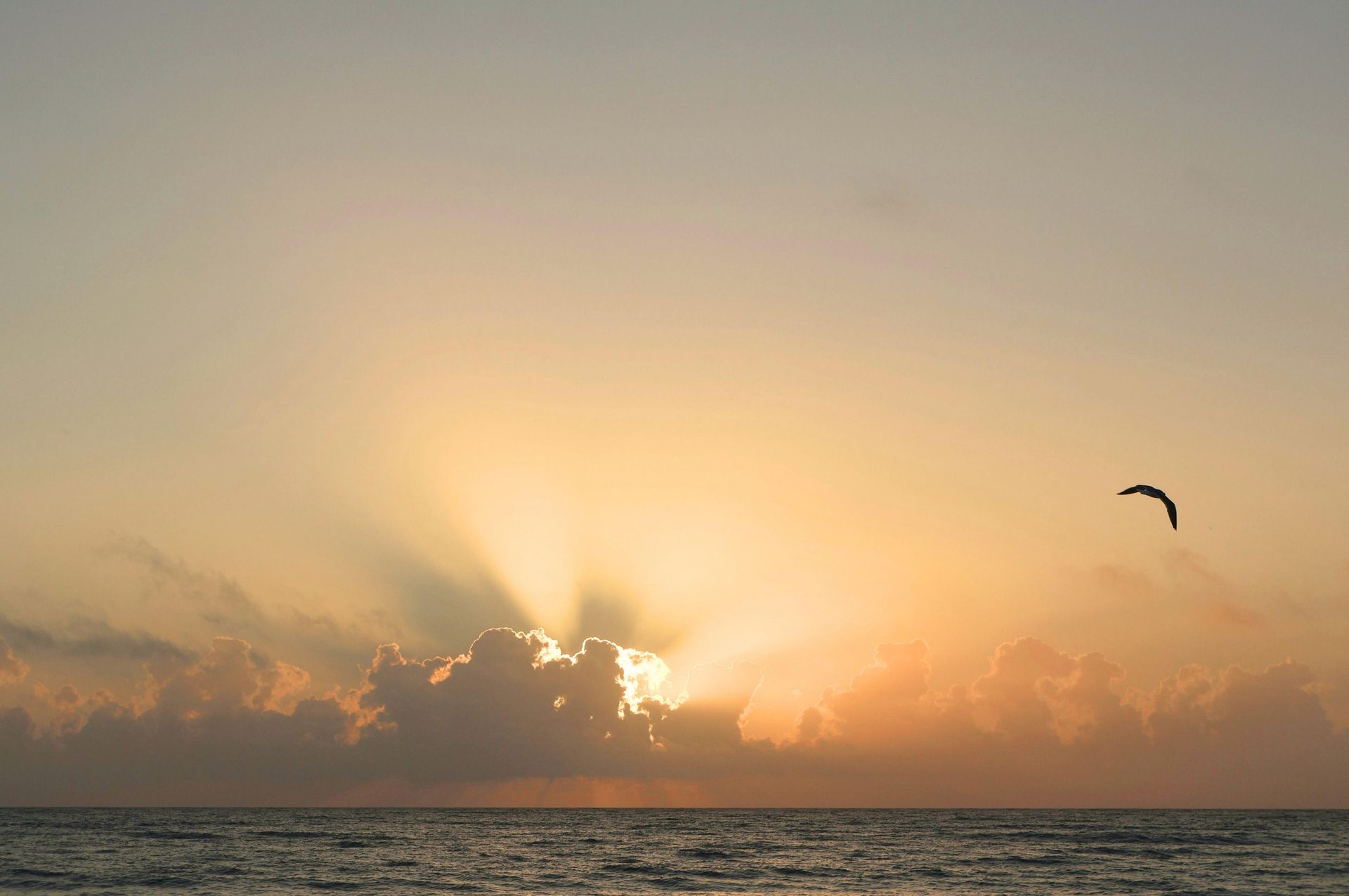A kite flying over the ocean at sunset