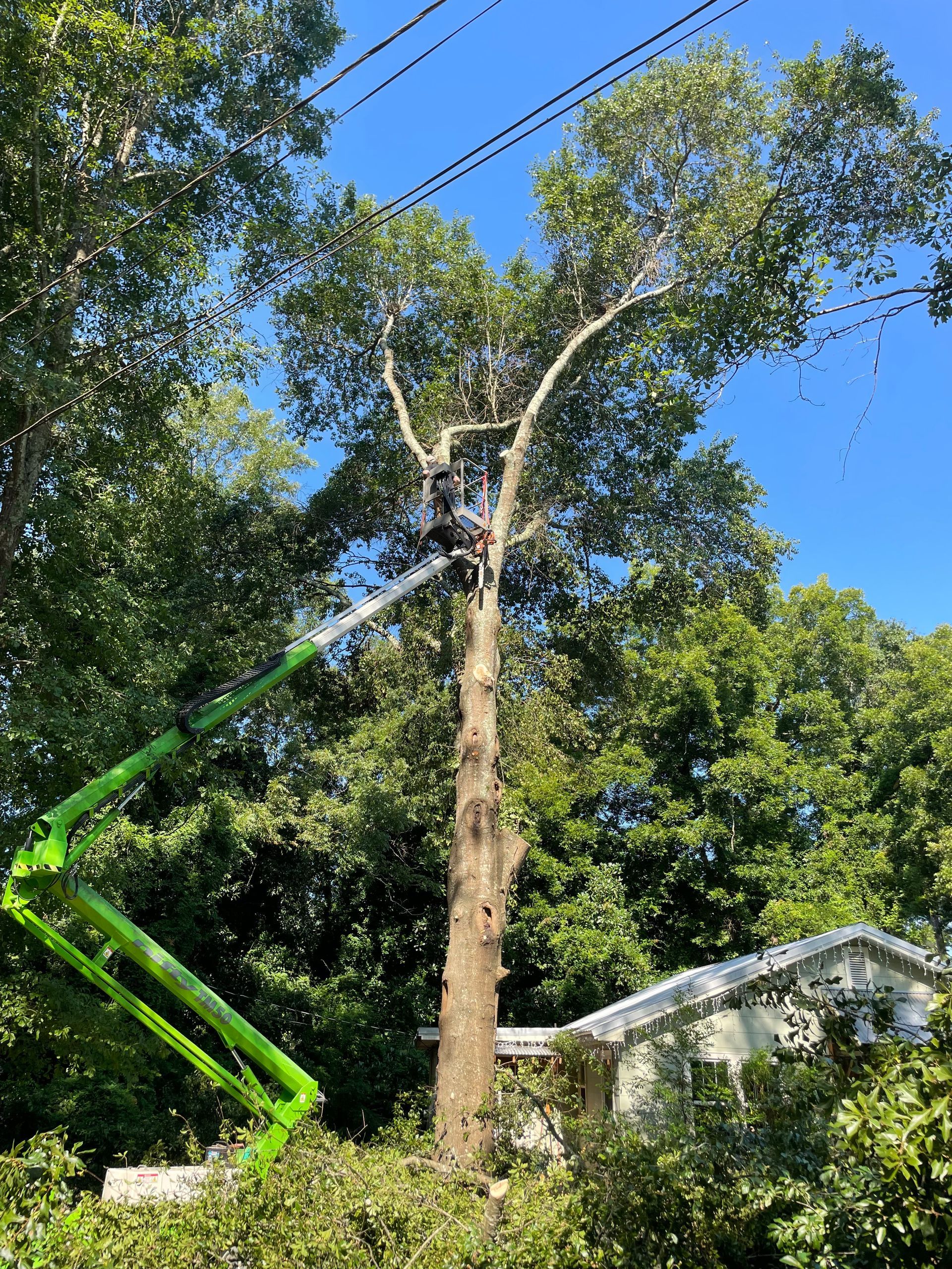 A man is standing on a green lift cutting a tree.