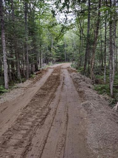 Dirt road through a forest with tire tracks, surrounded by trees and foliage.