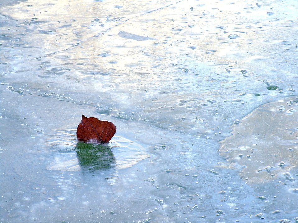 Leaf in a Snow — Summerville, SC — Clearblue Pools