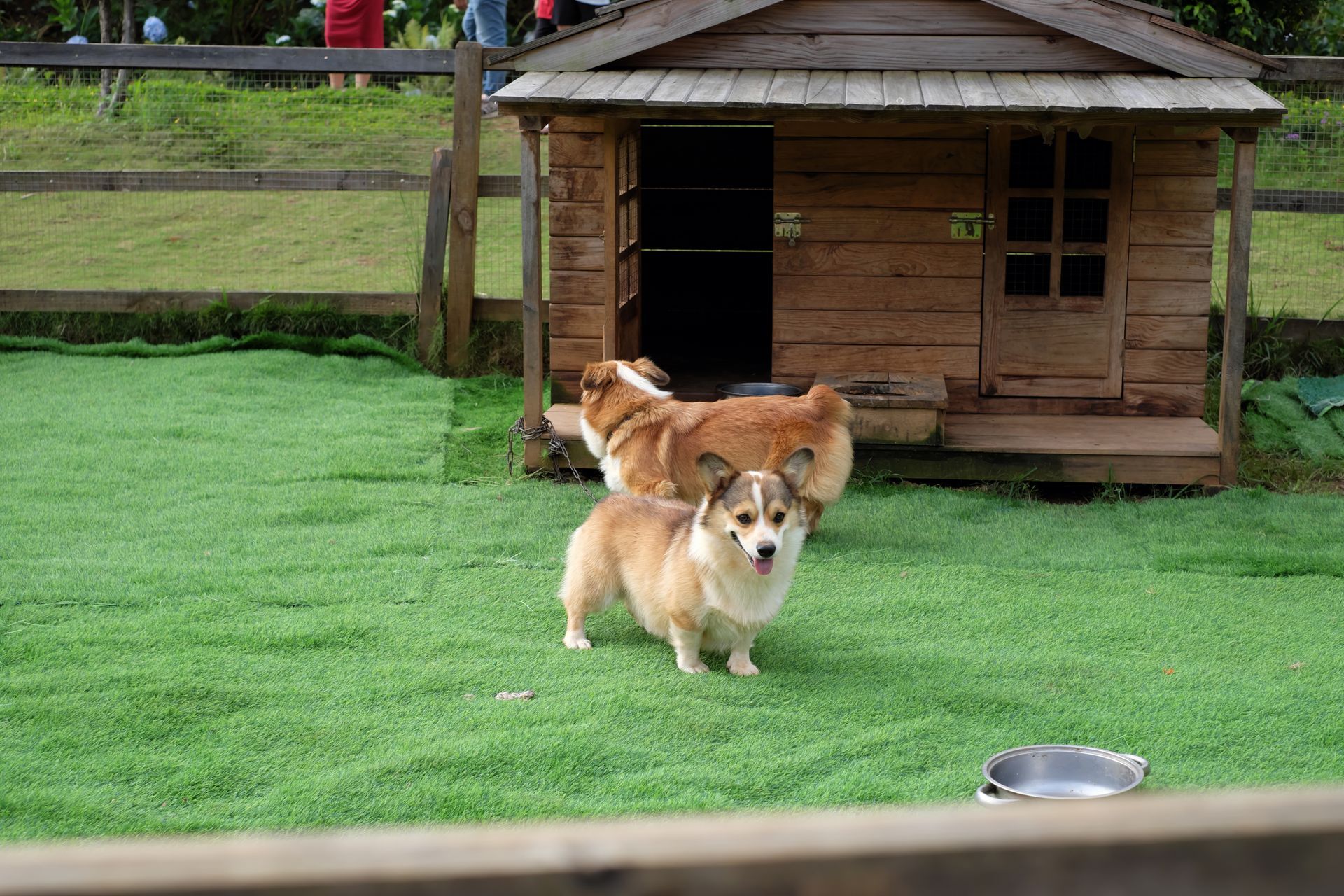 Two corgi dogs in a grassy enclosure with a wooden dog house.
