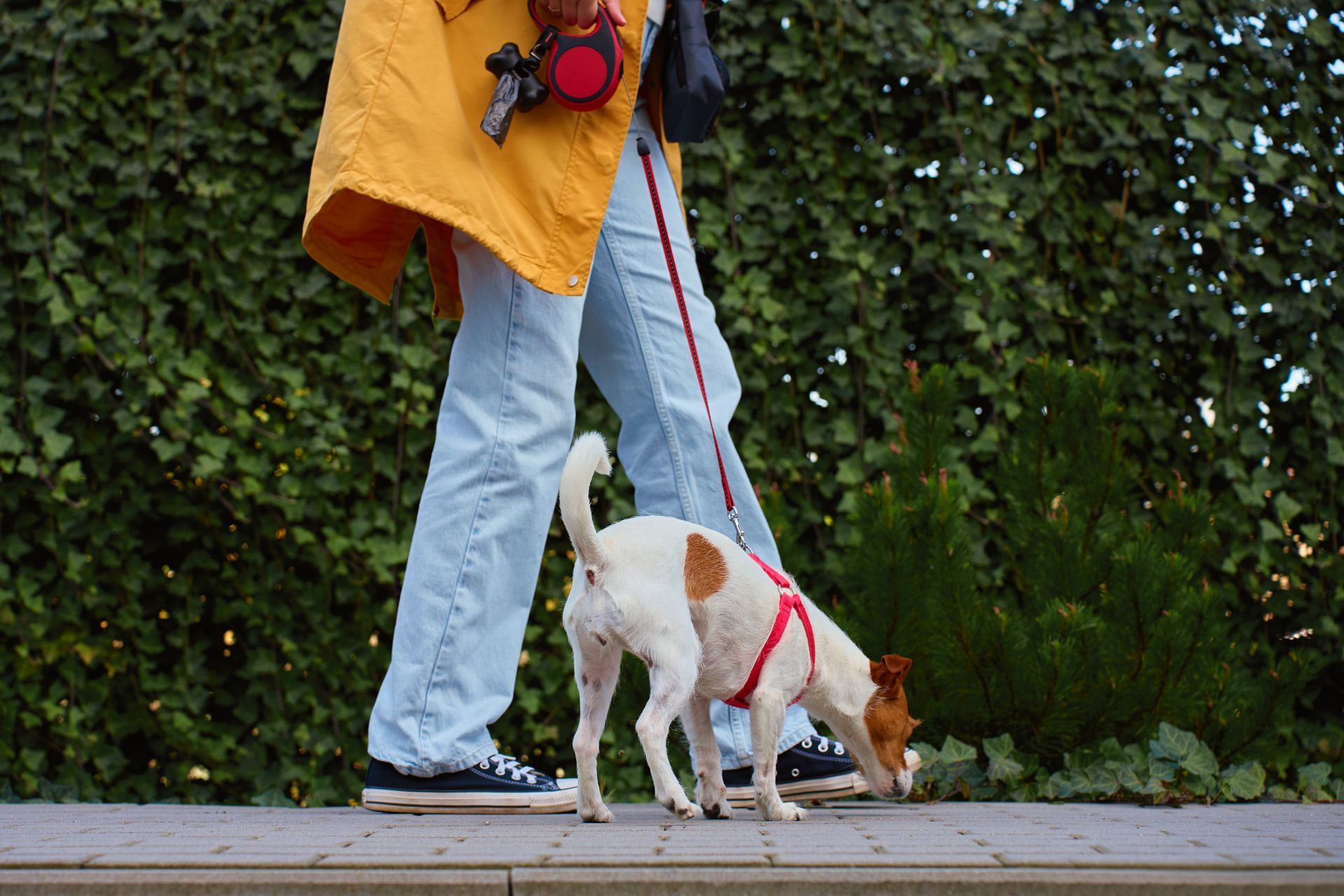 Person walking a dog on a sidewalk. The dog sniffs the ground near a green hedge. The person wears a yellow jacket and jeans.