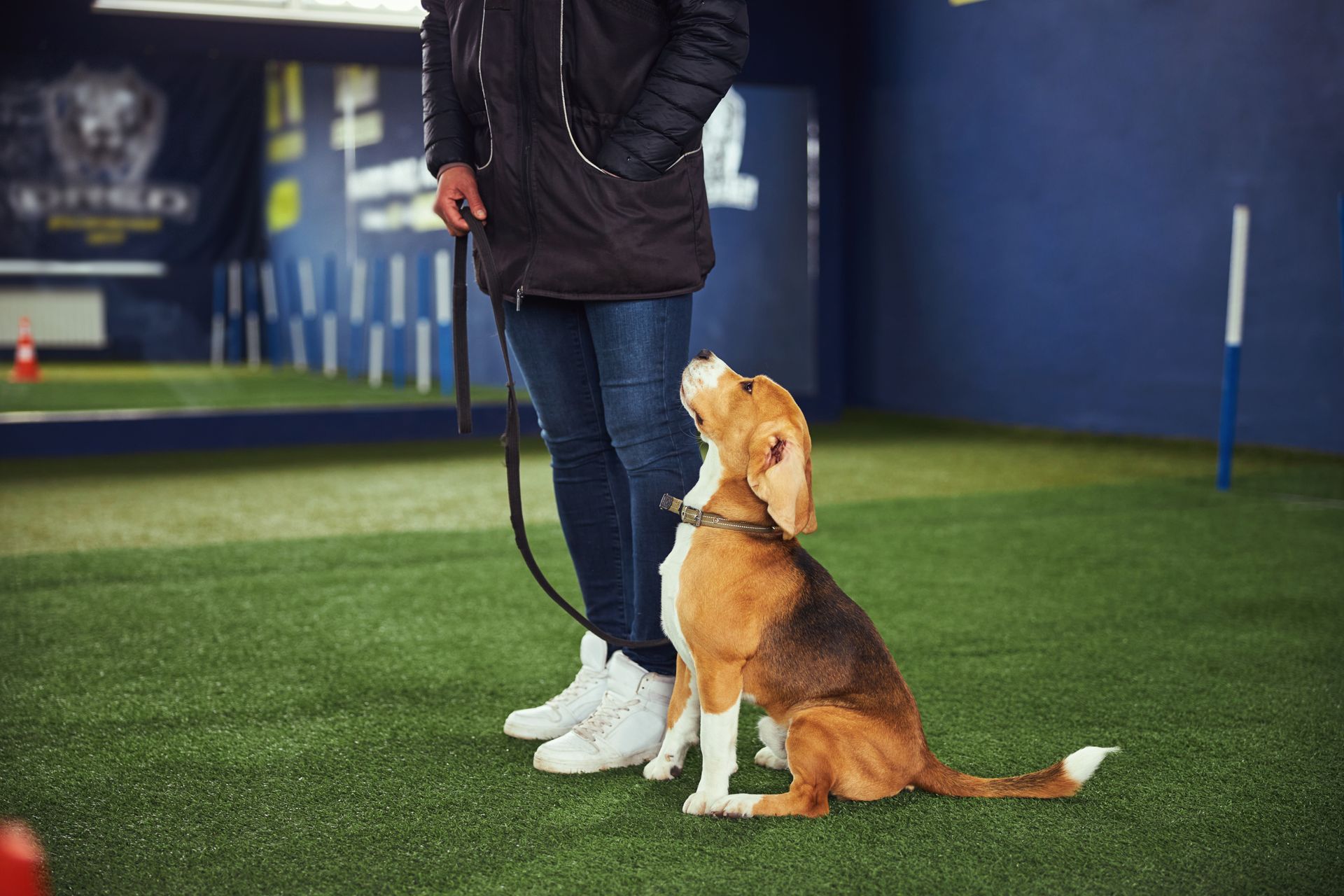 Beagle puppy sits attentively, looking up at person on indoor turf, on a leash.