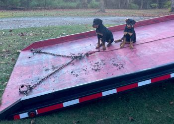 Two puppies are sitting on top of a tow truck.