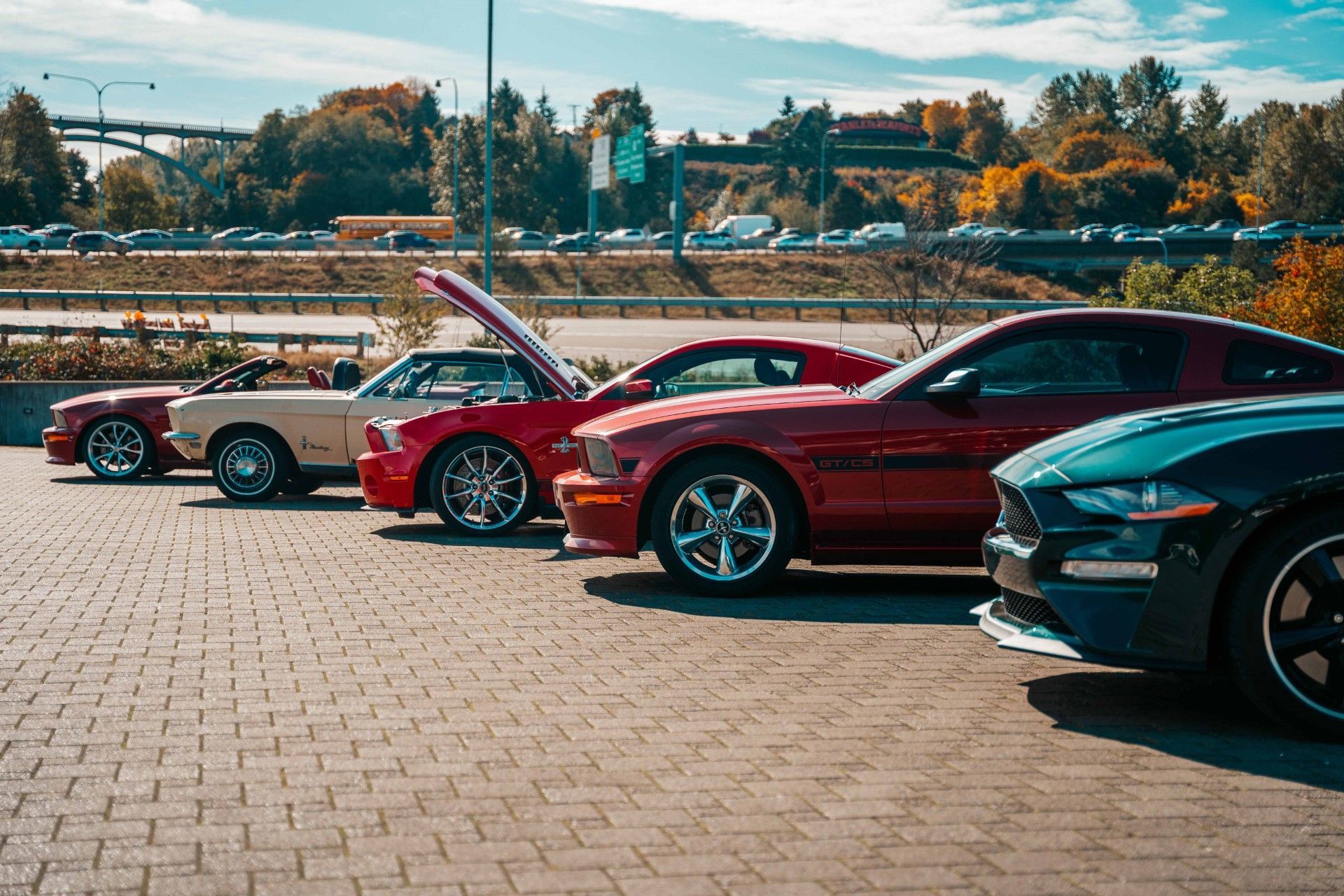 A row of mustangs are parked in a parking lot.