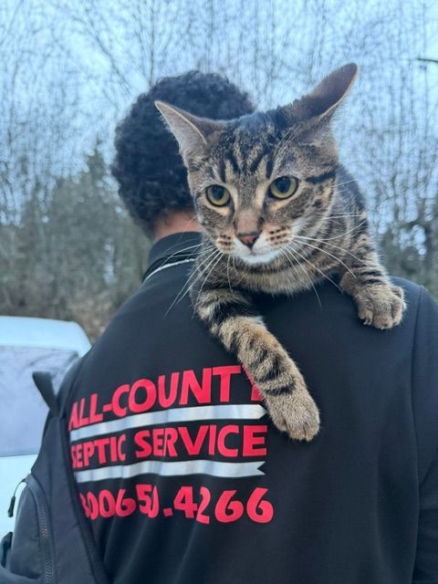 A brown tabby cat perches on the shoulder of a person wearing a black shirt that says 