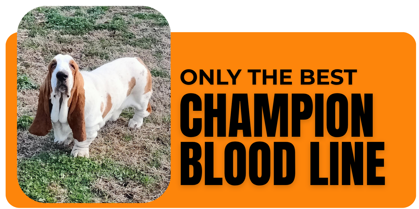only the best champion basset hounds
