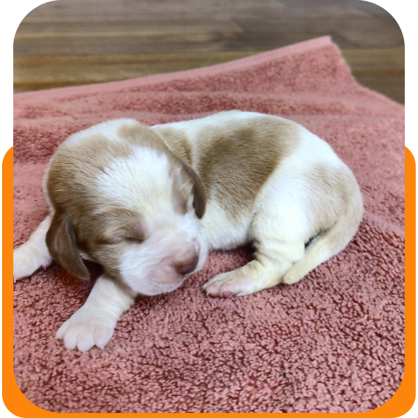 basset hound puppy