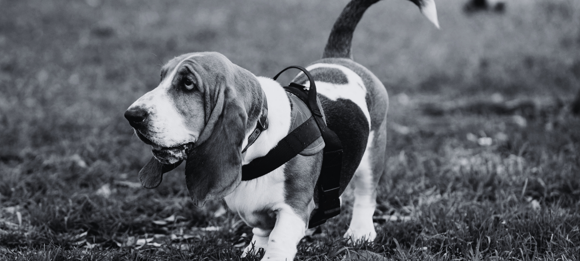 Bandiera Da Giardino Caroline's Treasures Basset Hound Autunno - 71x101 Cm, Doppia Faccia, Poliestere Resistente