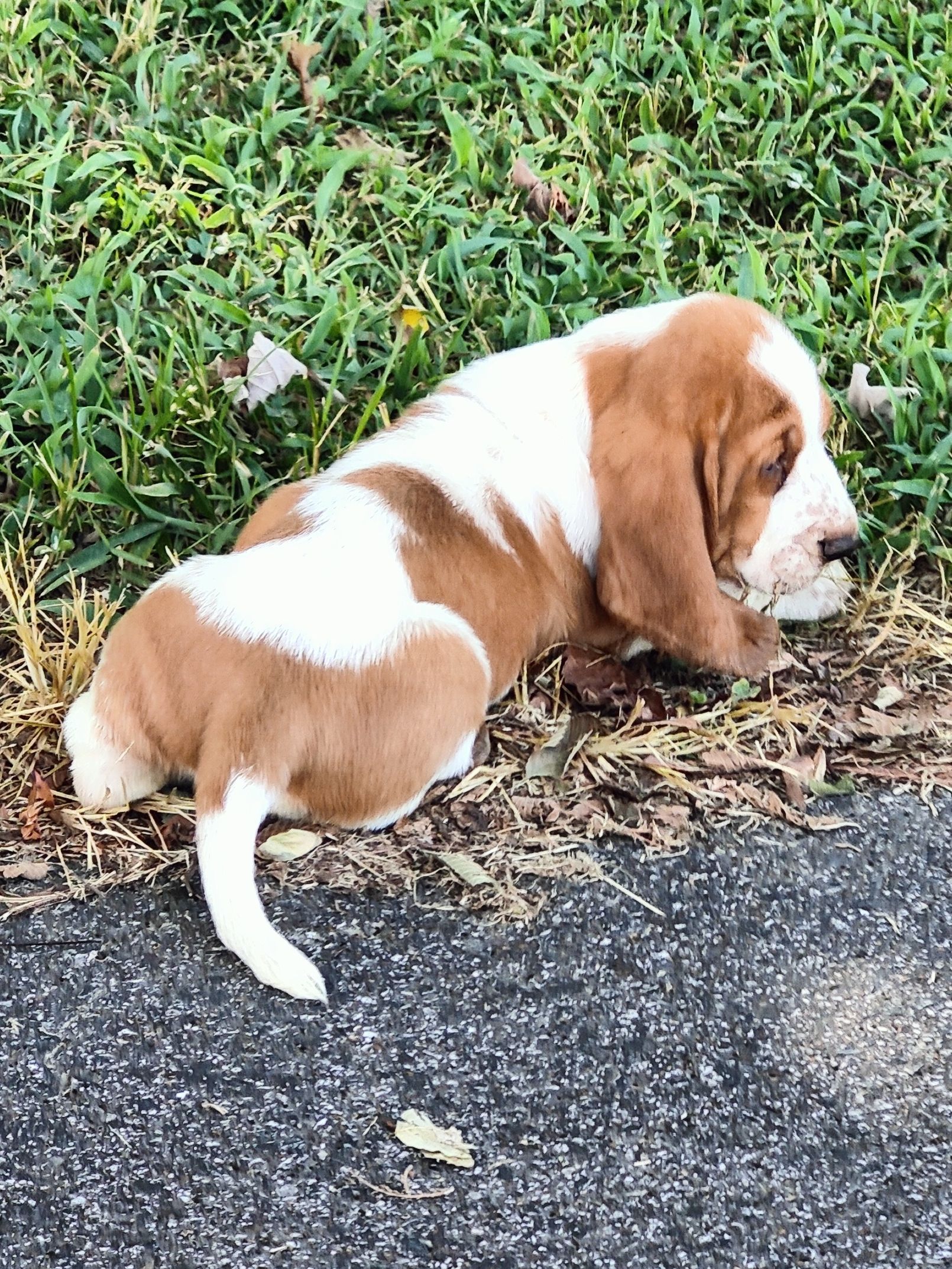 basset hound puppy