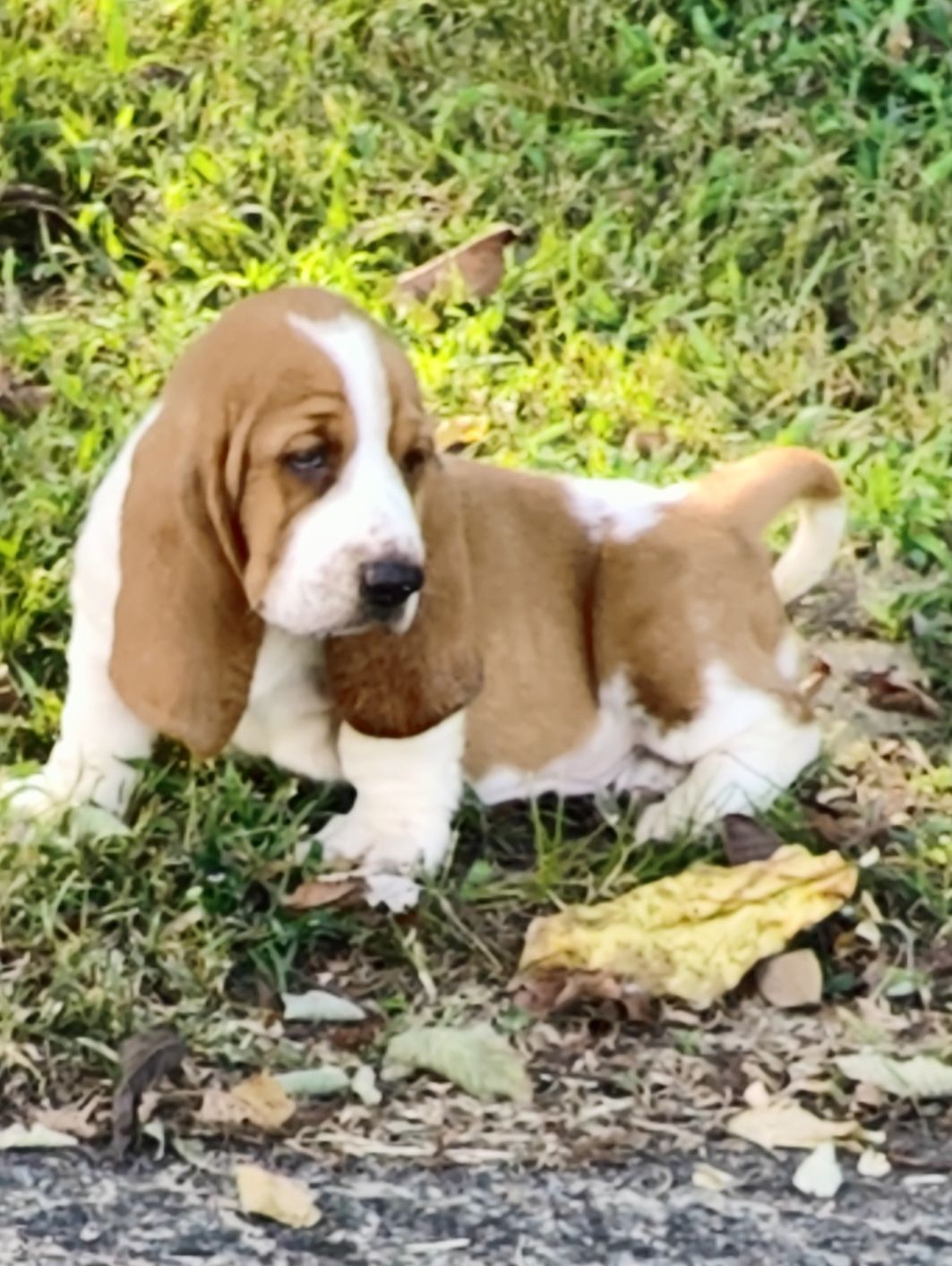 basset hound puppy