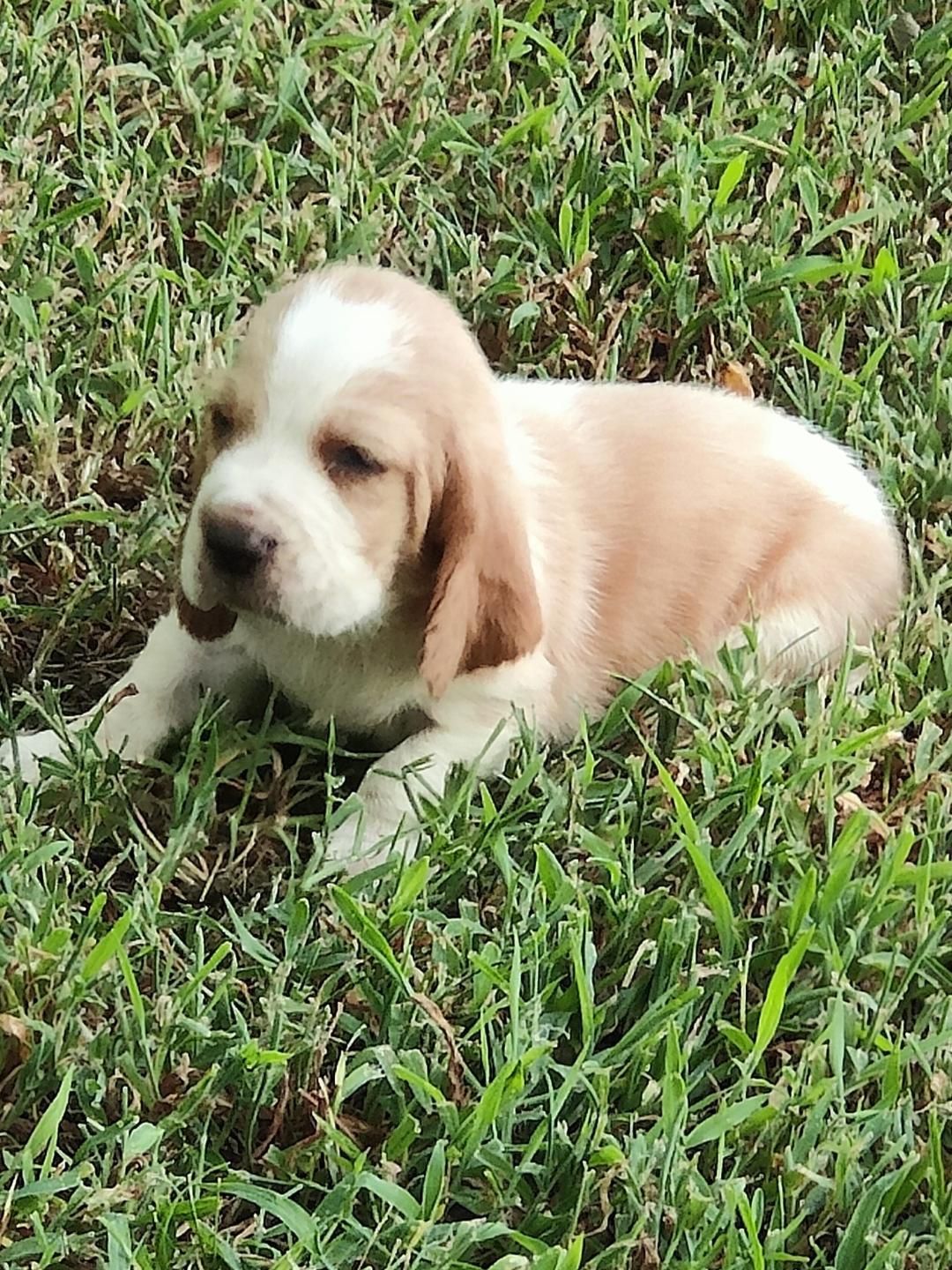 tan and white basset hound puppy